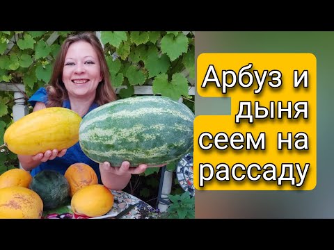 Сеем на рассаду арбуз Огонек и дыню Колхозница  Выращивание арбуза и дыни из семян