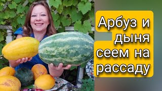 Сеем на рассаду арбуз Огонек и дыню Колхозница | Выращивание арбуза и дыни из семян