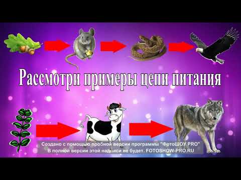 Видеоурок №3  "Цепь питания"