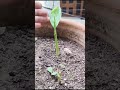 Turmaric Plants (टर्मरिक प्लांट्स) Updates. #turmaric #naturalbloom #shorts #gardening