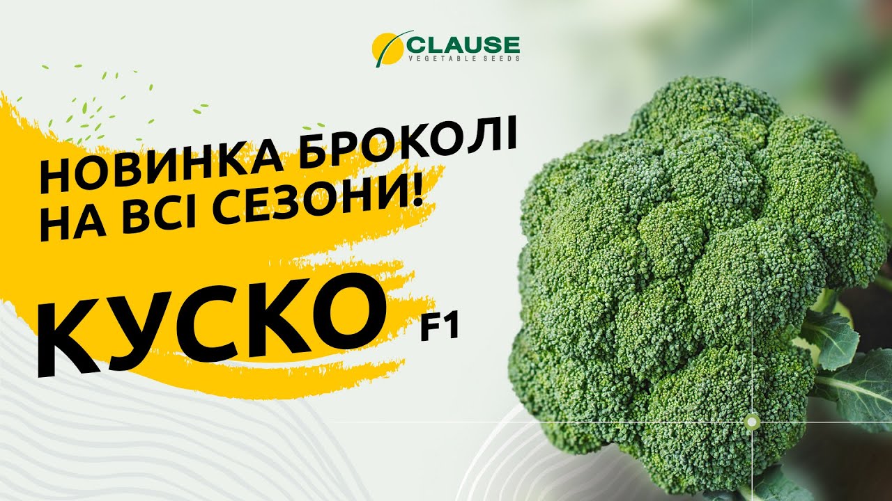 КУСКО F1 - НОВИНКА БРОКОЛІ НА ВСІ СЕЗОНИ!