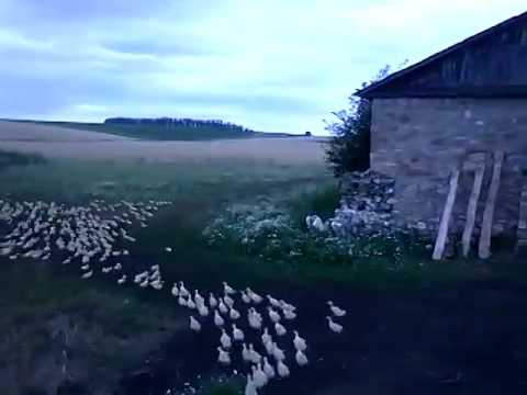Видео: Как да примамвам гъски