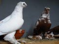 Περιστερια ρωσικα uzbek pigeons