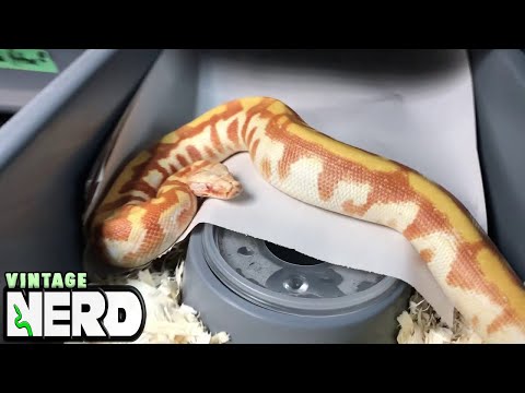 Random Snake keeping video #1