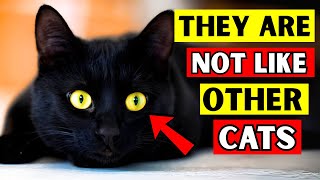 13 UNIQUE FACTS ABOUT BLACK CATS!