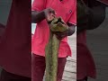 #giant #eel