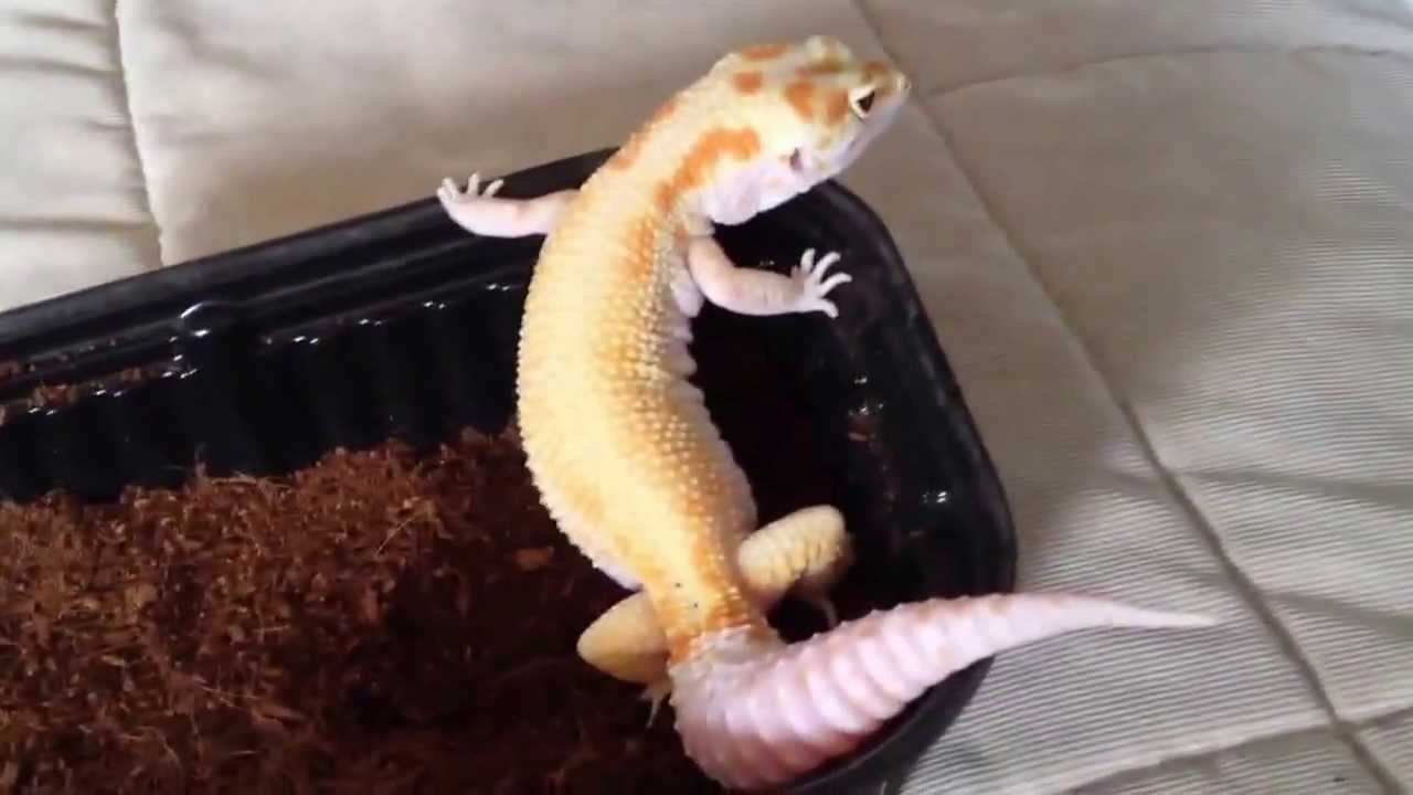 geckos for sale MagmaGeckos Shout-out video
