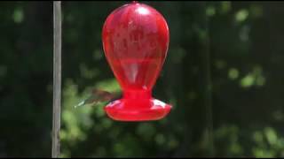 Plan B - humming bird feeder