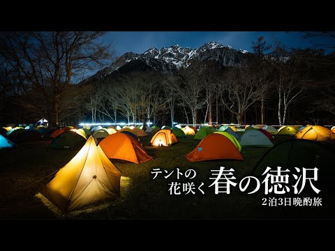 【キャンプ】テントの花咲く 春の徳沢