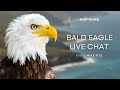 Bald Eagle Restoration on the Channel Islands | Live Chat