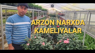 : Yangi Yilga Kameliya Gullari Arzon Narxlarda!