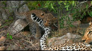 Amazing Lion and Leopard Cubs! (Mbiri Pride and Saseka) | The Virtual Safari #276