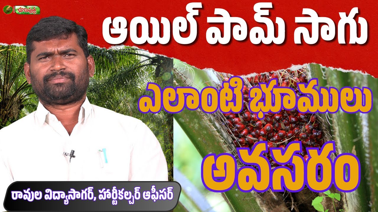 ఆయిల్ పామ్ సాగుకు ఎలాంటి భూములు అనుకూలం | oil palm| BHOOMIPUTHRA TELUGU