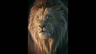 African Lion Vs Spanish Bull