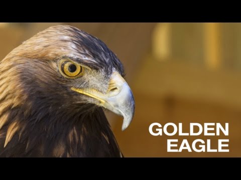 Video: Eagle Museums: description, addresses, features