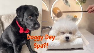 A DOGGY DAY SPA?!