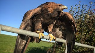 Hunting with Golden Eagles in the UK. Epic Flights!!