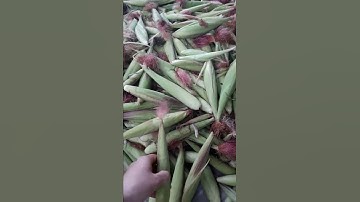 Rượu ngô bao tử - Rượu ngô non