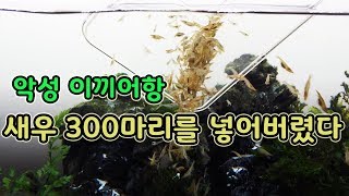 악성이끼가 낀 어항에 새우 300마리를 넣으면?