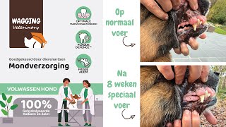 Gebit Hond Reinigen Verbluffend Resultaat Na 8 Weken Speciaal Voer Vóór & Na