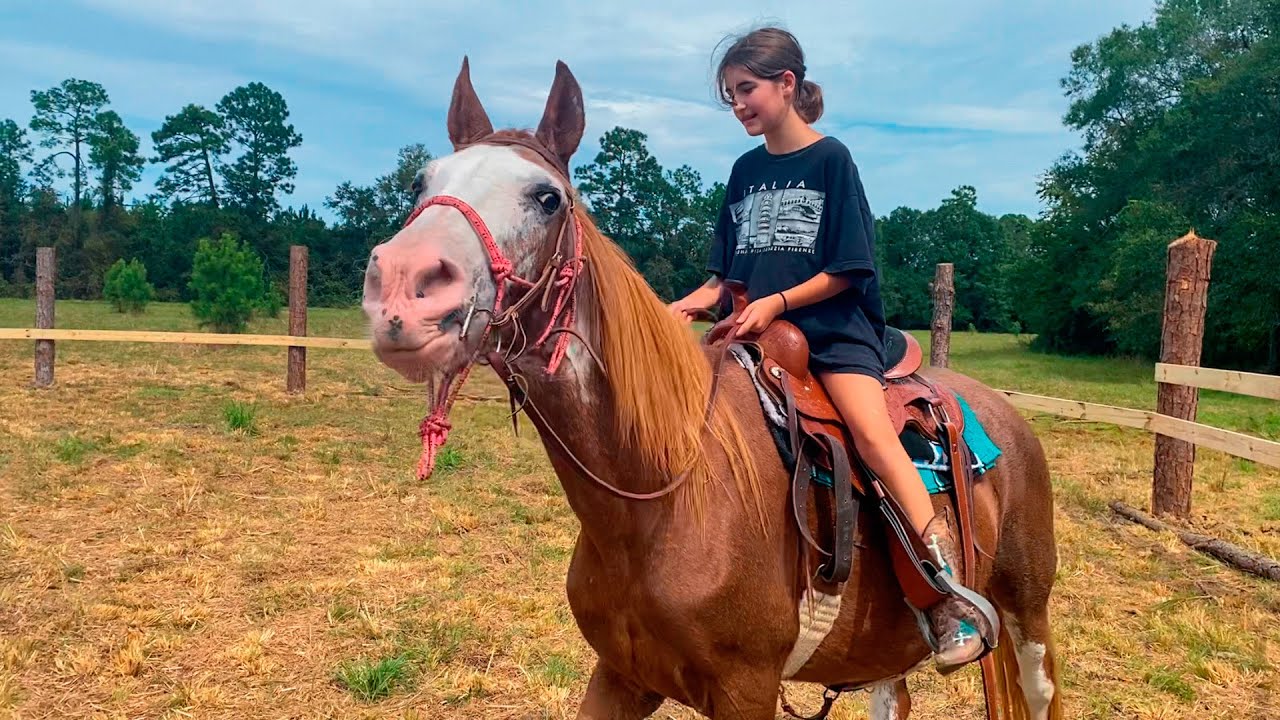 How to Build a Round Pen for Horses CHEAP. DIY! YouTube