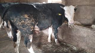 1 Ayda Muazzam Geli̇şi̇m Sağlayan Si̇mental Melezi̇ Besi̇ Danalarim İmental İ