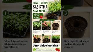 Domates Fidesi Şaşırtmanın Püf Noktaları! Daha Güçlü Kök, Daha Bol Hasat