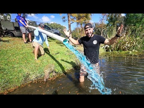 Video: Moet ik shiners in mijn vijver doen?