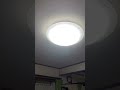 カメムシを目で追う猫 #shorts #最近 #カメムシ多くね？ #猫