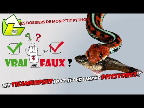 Vidéo: Couleuvre rayée : description, contenu, faits intéressants