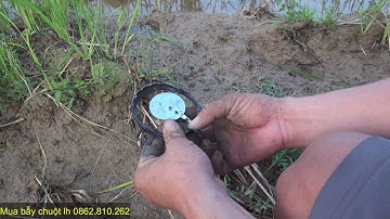 Bẫy chuột Bằng Cạm Kiềng? Chia sẻ cách đánh cho anh em