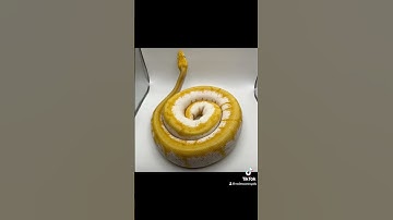 What’s your favorite genetic combo?! Here’s mine…0.1 Banana Spinner Calico Enchi YB #ballpython