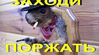 Спорим засмеешься #5 Смотреть домашние приколы 2017 / I bet you laugh #5 Watch homemade fun 2017