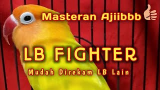 Masteran Lb Fighter Paskun Gacor