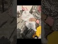 kumaoni song #cute #funny #catlife