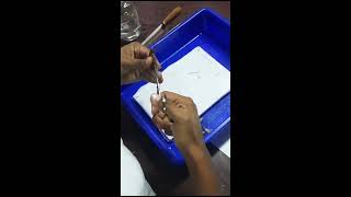 Cockroach Nervous System Dissection