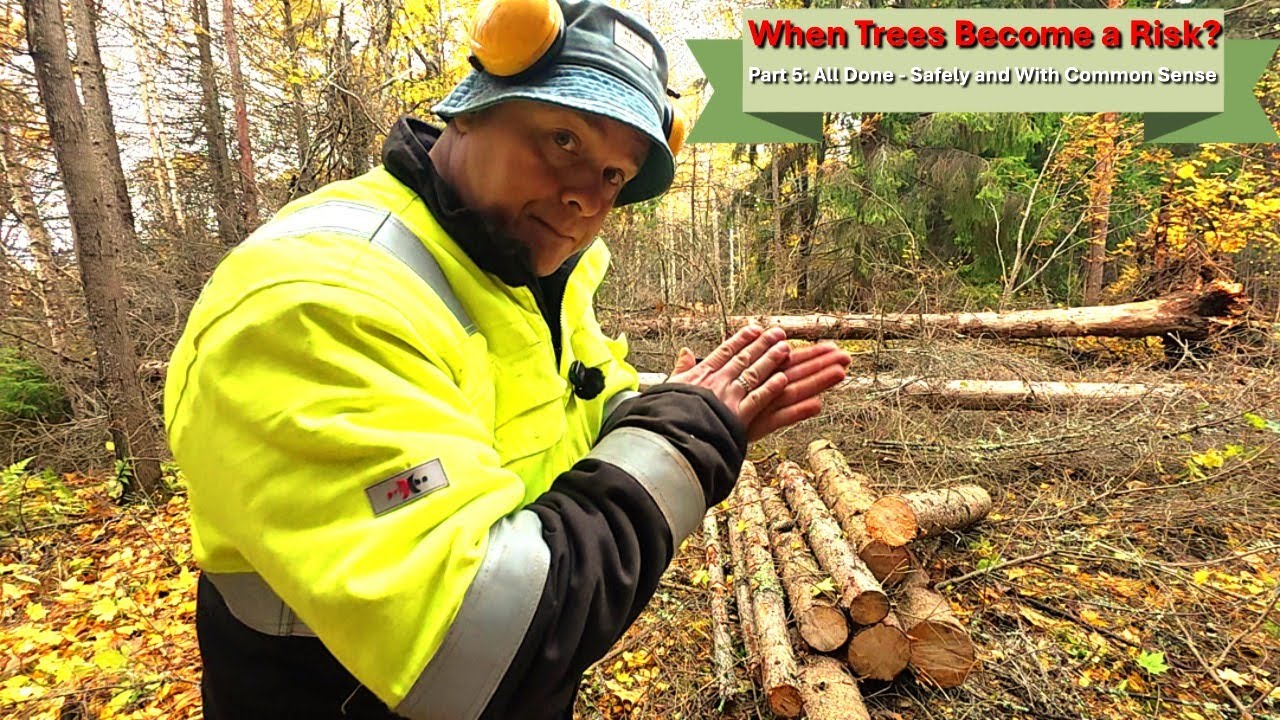 Felling a Dangerous Dead Spruce Trees | Tree Felling Series Part 5 out ...