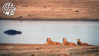 Hippos And Lions Clash Over Territory