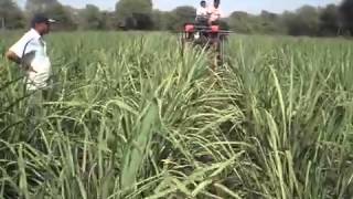Mini Tractor with height attachment for inter cultivation of sugar cane