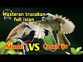 Masteran Paling Di Sukai Trucukan Full Isian MURAI BATU vs CUCAK IJO Ampuh Jitu