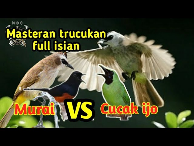 Masteran Paling Di Sukai Trucukan Full Isian MURAI BATU vs CUCAK IJO Ampuh Jitu class=