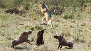 Warthogs Displaying Unexpected Dominance over Lions