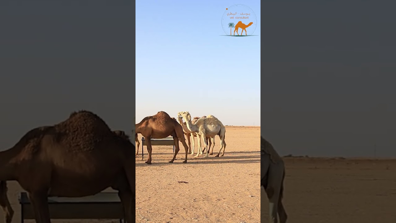 الهيام في الإبل