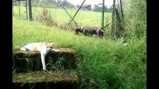 Spaziergang Mit Dackel Und Katze Lustig