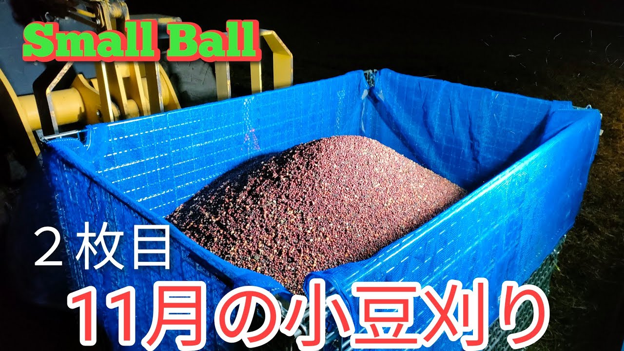 Celebration: First Adzuki Bean Harvest in November - YouTube