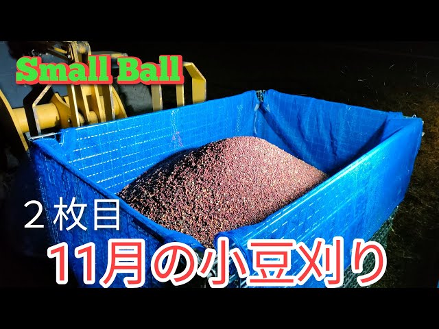 Celebration: First Adzuki Bean Harvest in November - YouTube