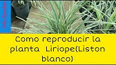 Como cuidar y reproducir la planta palma de Carey o drácena roja