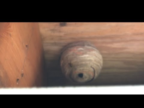Come sbarazzarsi di Wasp Nest