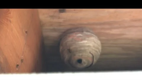 How To Get Rid of Wasp Nest