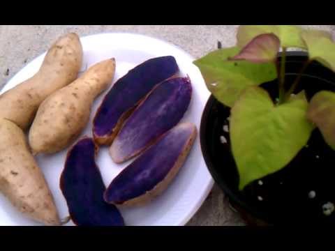 Weird Foods Philippine Ube Okinawa Sweet Potato You Okinawa Sweet Potato